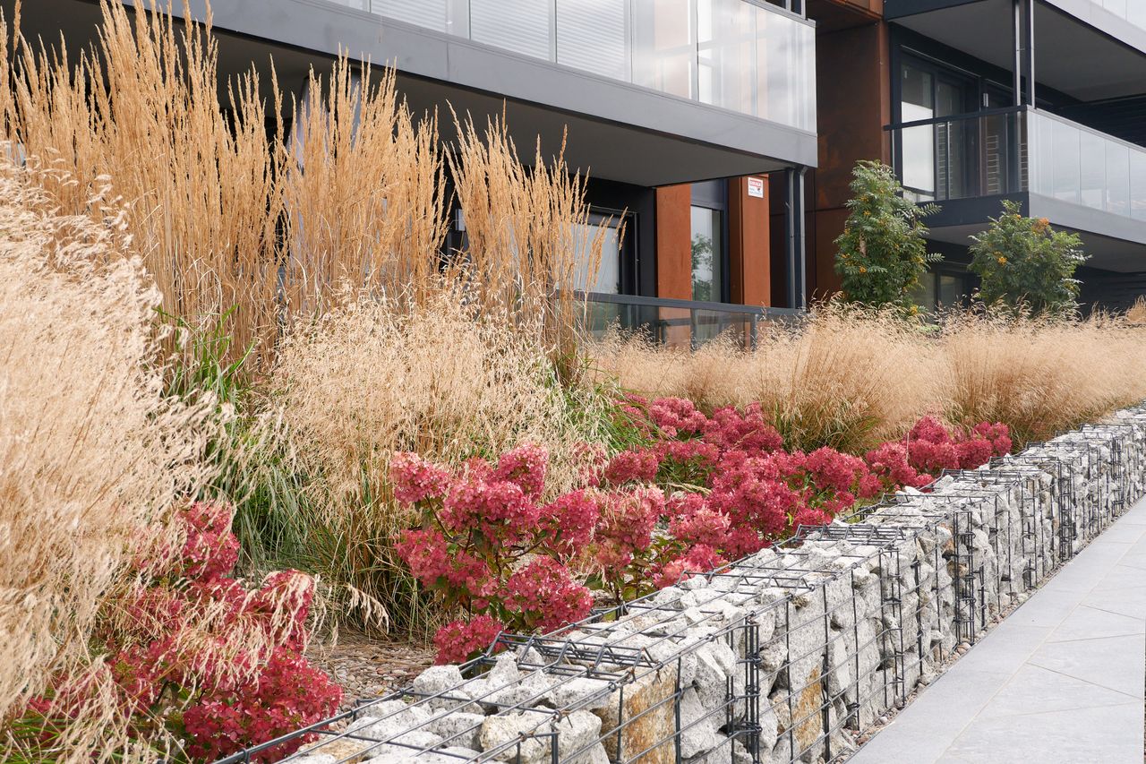 Nasadzenia przed apartamentowcem. Elewacja z płyt cortenowych. Trzcinniki ostrokwiatowe, śmiałki darniowe i czerwono-różowe hortensje.