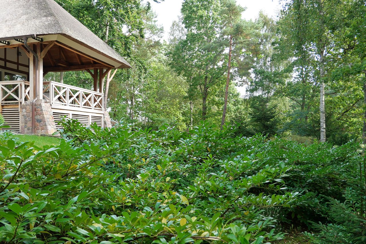 Widok na ogród otoczony lasem. Na pierwszym planie laurowiśnie, dalej taras pokryty strzechą i fragment trawnika. W tle dęby, sosny i brzozy.
