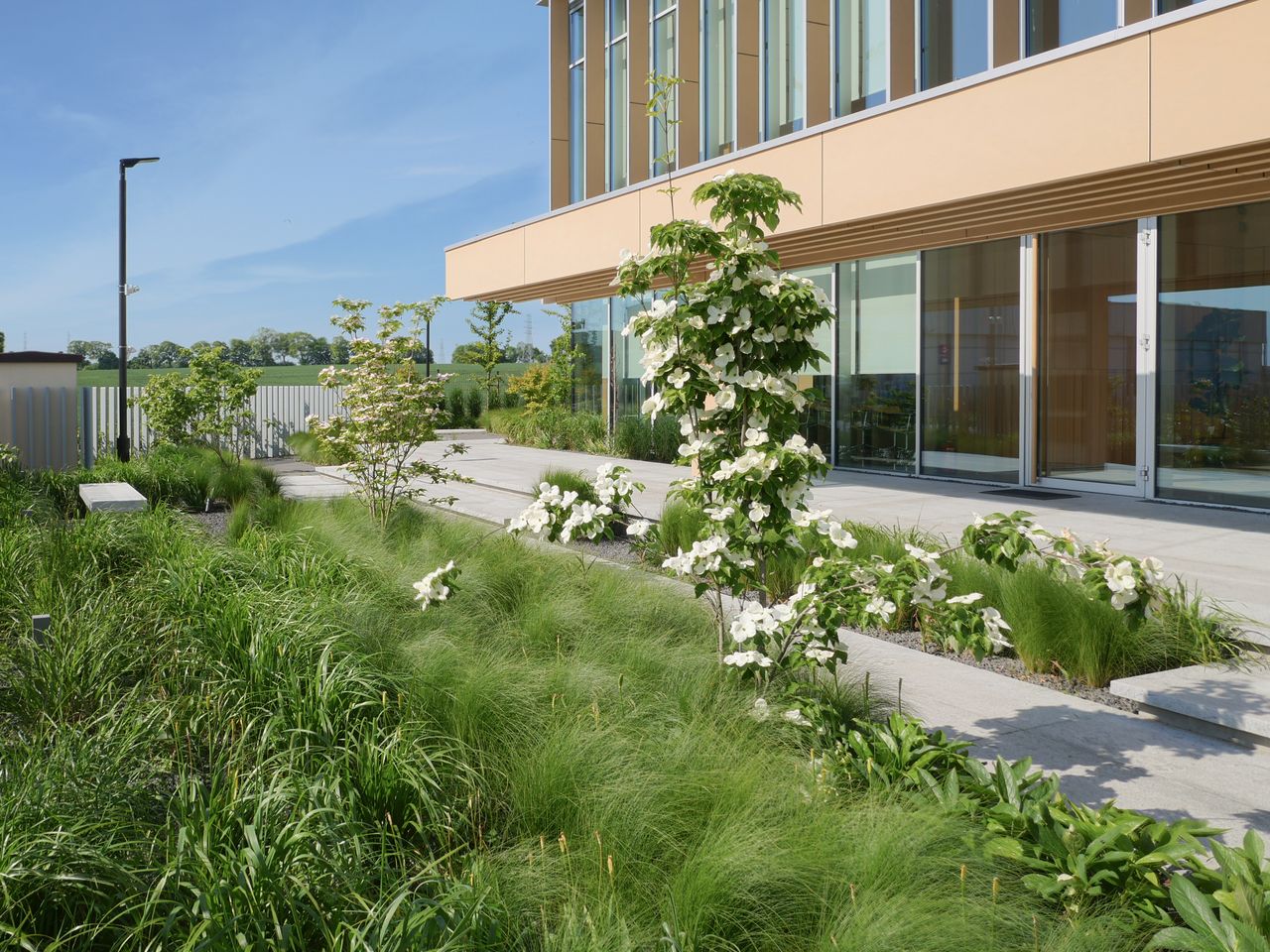 Zielone nasadzenia przed biurowcem. Ostnica mocna, dereń Kousa, liliowce.