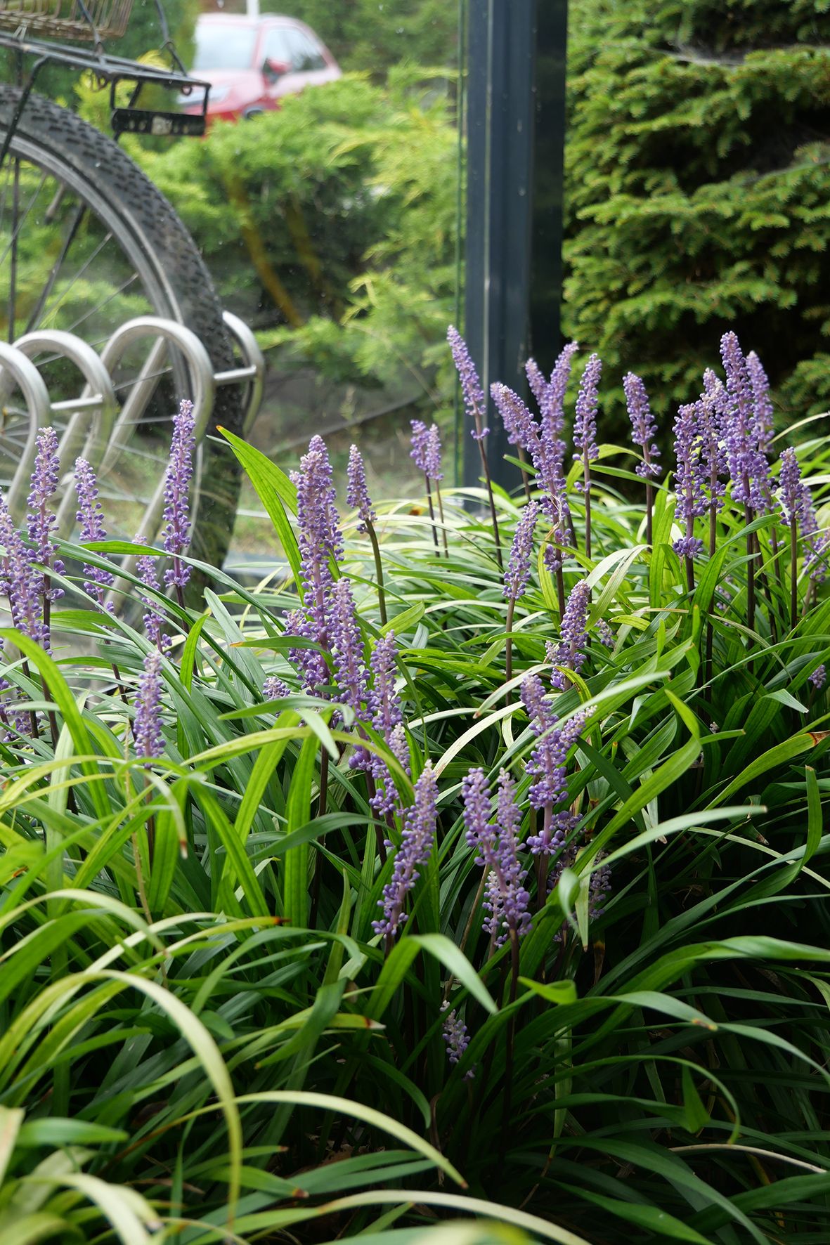 Rabata obsadzona liriope.